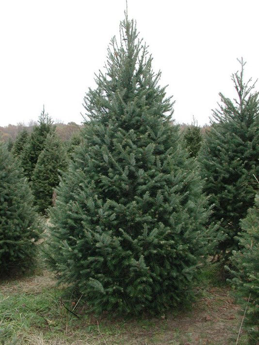 Douglas fir