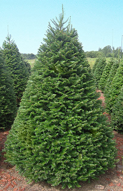 Grand Fir