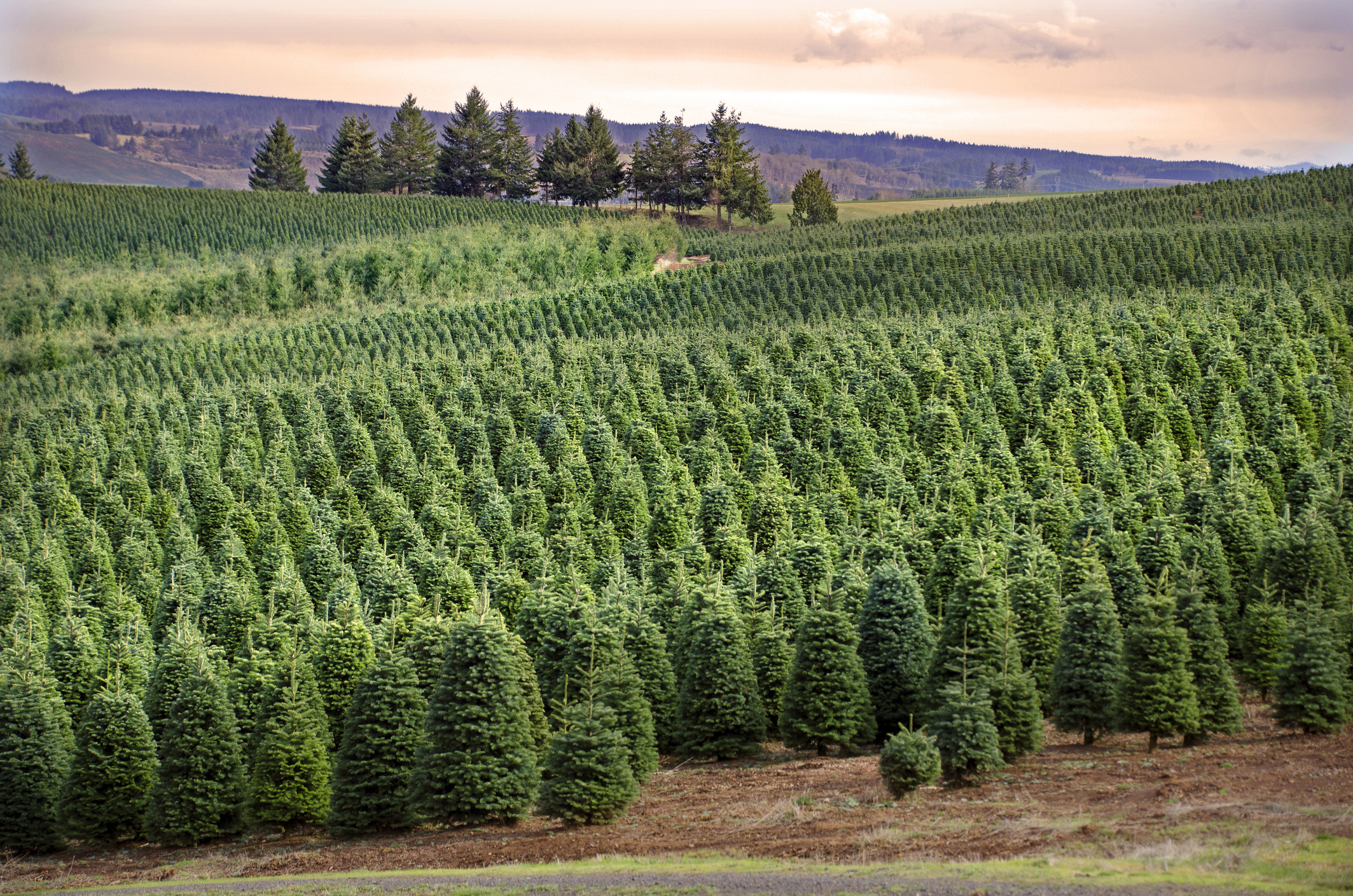 Mckenzie Farms - Christmas Tree Grower