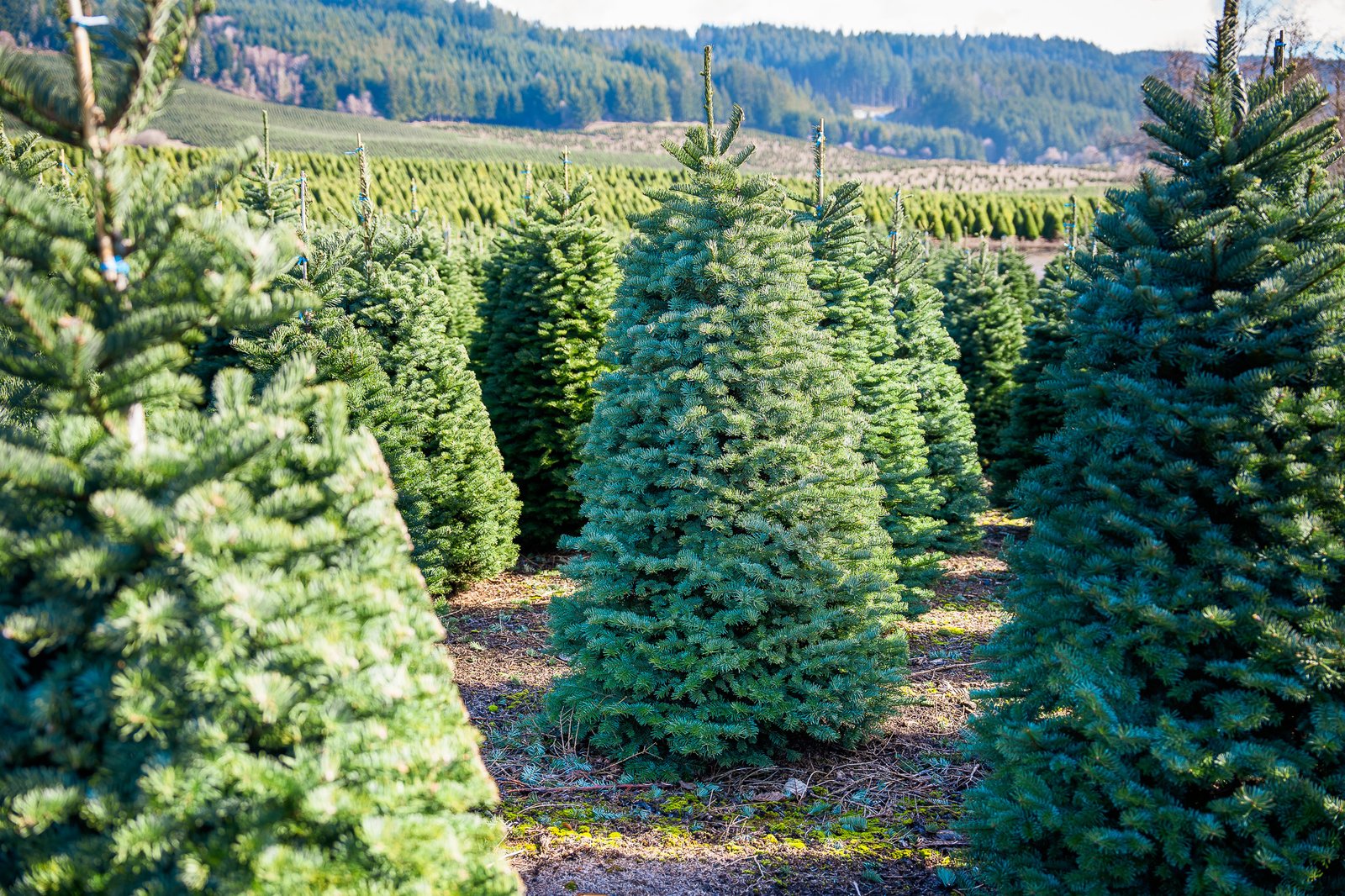 McKenzie Farms · America Grows Christmas Here